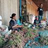 Derita Ribuan Petani Demak yang Bakal Tercekik Utang karena Harga Bawang Merah Anjlok