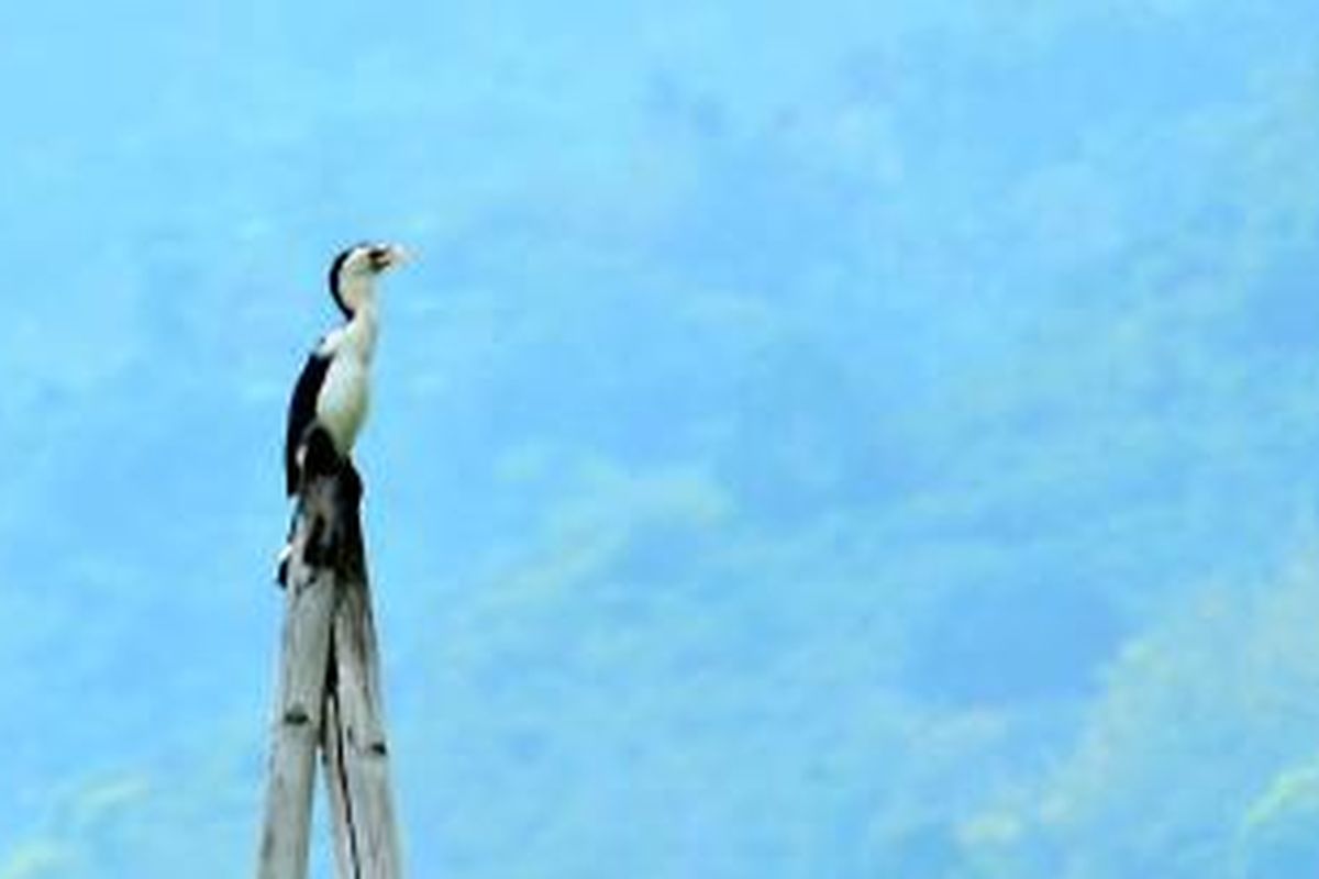 Burung Pecuk-Padi Belang yang didokumentasikan pertama berada di Gorontalo oleh tim  Burung Indonesia dan Masyarakat Fotografi Gorontalo.