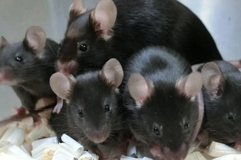 Sperma Tikus Bertahan 6 Tahun di ISS, Akankah Jadi Jawaban Cara Bereproduksi di Luar Angkasa?