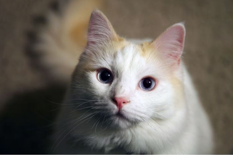 6 dari 10 Orang Ingin Memelihara Kucing, Ini Alasannya 