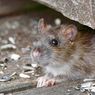 Dijamin Ampuh, Begini Cara Hilangkan Bau Bangkai Tikus