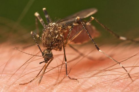 Adakah Makanan yang Bisa Mencegah Kita Digigit Nyamuk?