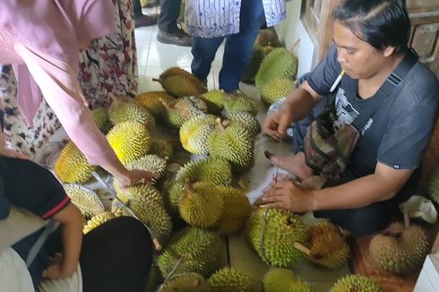 Kisah Kampung Pranan Penghasil Durian Kulon Progo, Pohon Usia Ratusan Tahun Masih Berbuah
