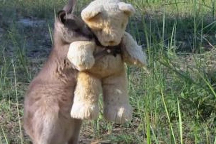 Foto bayi kanguru dari New South Wales yang tengah memeluk boneka beruang teddy. 