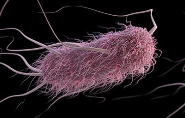 Escherichia coli dalam usus
