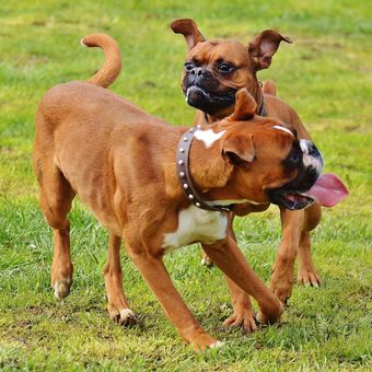 Ilustrasi ras anjing Boxer yang dikenal senang bermain. 