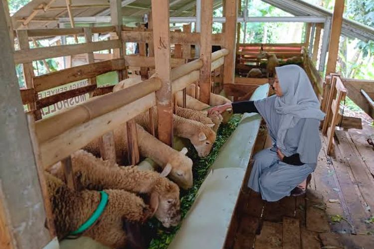 Pengunjung Sentra Domba An Najah memberi makan Domba yang dibudidayakan di Desa Blimbing, Kecamatan Bruno