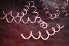 Bakteri Treponema pallidum, Bakteri Penyebab Penyakit Sifilis