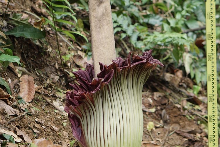 Potret bunga bangkai raksasa Amorphophallus titanium mekar hari ini, Jumat (6/2/2026). 