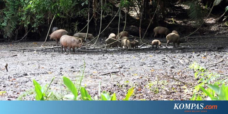 Babi Rusa Beruntung Punya Hutan Nantu Halaman All Kompas Com