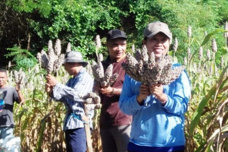 Pemerintah Kecamatan Lambaleda Utara, Kabupaten Manggarai Timur, NTT melaksanakan Panen Raya Sorgum di wilayah, Selasa, (5/4/2022). Sorgum juga menunjang asupan gizi bagi keluarga di Kecamatan tersebut. (KOMPAS.com/CAMAT LAMBALEDA UTARA-AGUSTINUS SUPRATMAN)