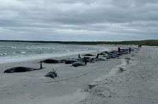 Puluhan Paus Pilot Mati Terdampar di Pantai Skotlandia, 12 di Antaranya Disuntik Mati