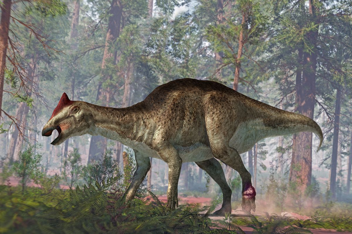 Ilustrasi dinosaurus berparuh bebek dari spesies Hadrosaurus. Analisis baru dari fosil dinosaurus ini menunjukkan tumor di kaki seperti bunga kol dan cedera parah, dengan tulang ekor yang patah.
