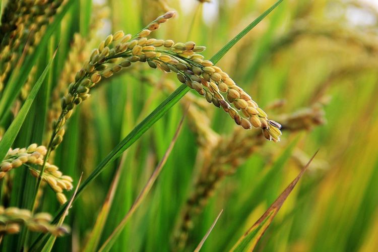 Ilustrasi tanaman padi. 