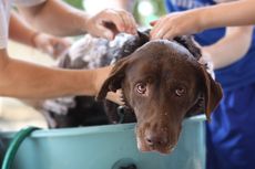 Seberapa Sering Anjing Peliharaan Harus Dimandikan?