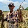 Jerit Petani Demak, Ribuan Hektar Padi Membusuk Saat Harga Gabah Melambung