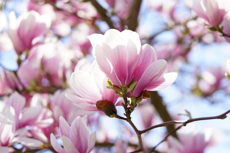 Ilustrasi bunga magnolia.