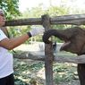 Terungkap Penyebab Anak Gajah Tari Mati, karena Virus
