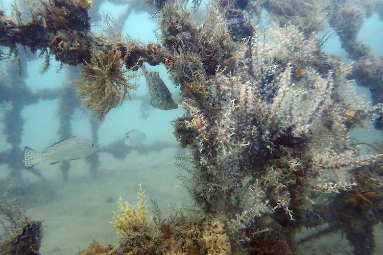 Rumah ikan atau fish shelter yang dibuat PT Timah di Bangka.