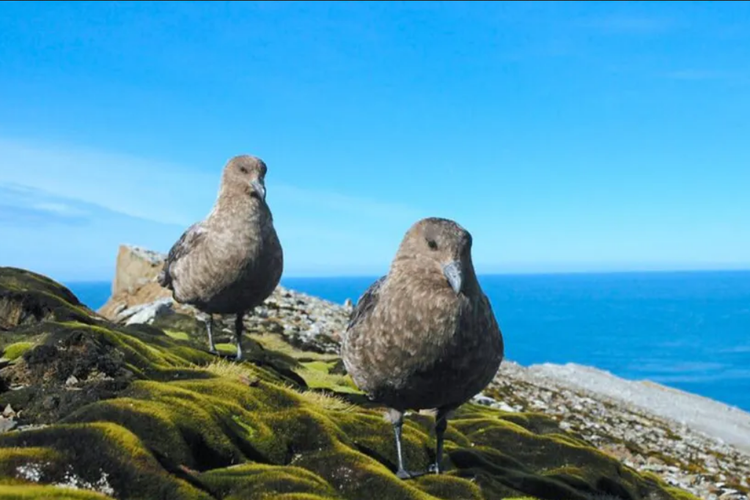 Flu burung ditemukan pada skua cokelat yang menghuni Pulau Burung di wilayah Antartika
