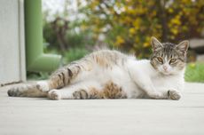Seputar Kucing Keguguran, dari Penyebab, Gejala, hingga Cara Mencegah