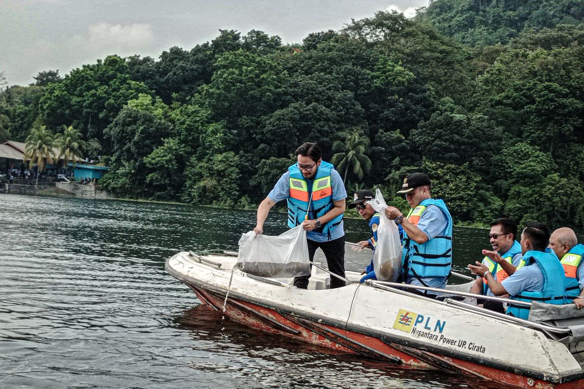 Sebanyak 230.000 ekor benih ikan nilem, spesies endemik perairan Jawa Barat ditebar diperairan waduk Cirata, Kecamatan Cipendeuy, Kabupaten Bandung Barat (KBB), Jawa Barat, Jumat (23/5/2025).