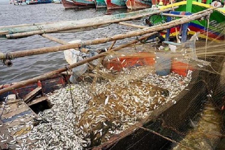 Nelayan tangkap melepaskan ikan tembang dari jala untuk dijual ke pengepul di Muara Angke, Penjaringan, Jakarta Utara, Selasa (19/7). Ratusan nelayan menikmati panen ikan tembang seminggu terakhir meski harus melaut lebih jauh karena reklamasi Teluk Jakarta.