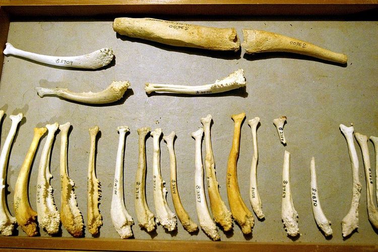 Tulang penis beragam jenis mamalia
