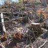 Mengapa Deforestasi Harus Menjadi Musuh Masyarakat?