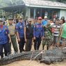 Usai Telan 3 Anjing, Buaya Seberat 700 Kg di Kaltara Terjebak di Parit