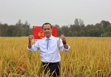 Kementrans Kembangkan Ubi Jalar Jadi Pangan Alternatif Selain Beras