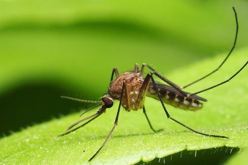 Catat, 8 Tanaman Ini Dibenci oleh Nyamuk 