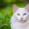 Jarang Diketahui, Ini 5 Hewan Peliharaan Rasulullah Selain Kucing