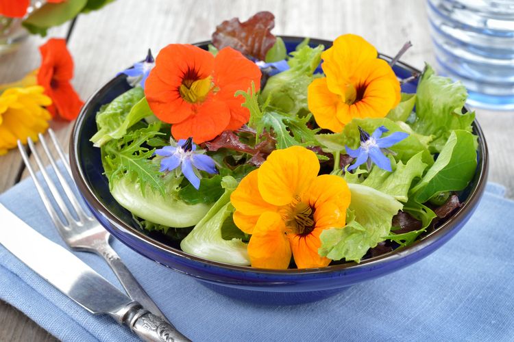 ilustrasi salad dengan bunga nasturtium dan borage