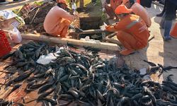 Mengandung Logam Berat, Efek Konsumsi Ikan Sapu-Sapu Muncul Jangka Panjang