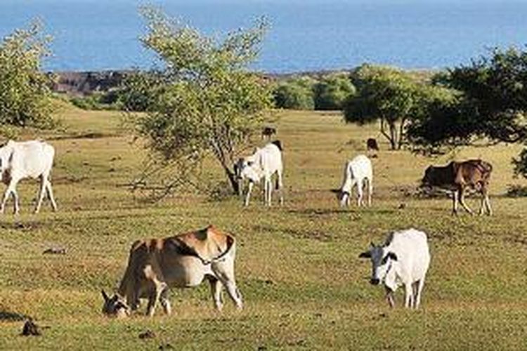 Kerbau dan sapi dilepasliarkan di padang savana di Desa Sori Tatanga, Kecamatan Pekat, Kabupaten Dompu, Nusa Tenggara Barat, Senin (23/3/2015). Kerbau dan sapi di kawasan itu langsung mendapatkan pakan dari padang. Ternak itu kebanyakan untuk tabungan dan investasi warga. Pembeli ternak ini datang langsung dari dalam dan luar NTB. Seekor sapi atau kerbau dijual sekitar Rp 8 juta.