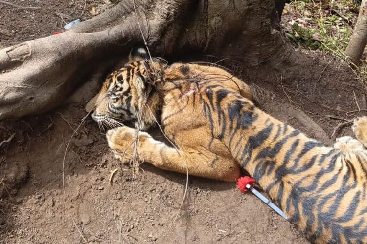 6 Jam Penyelamatan Anak Harimau Terjerat Leher di Pasaman: Ditandu dan Dipikul Pakai Karung