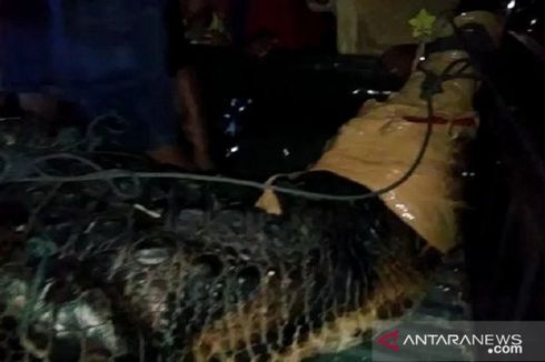 Gunakan Setrum Rakitan, Warga Tangkap Buaya Senyulong 4 Meter di Jambi