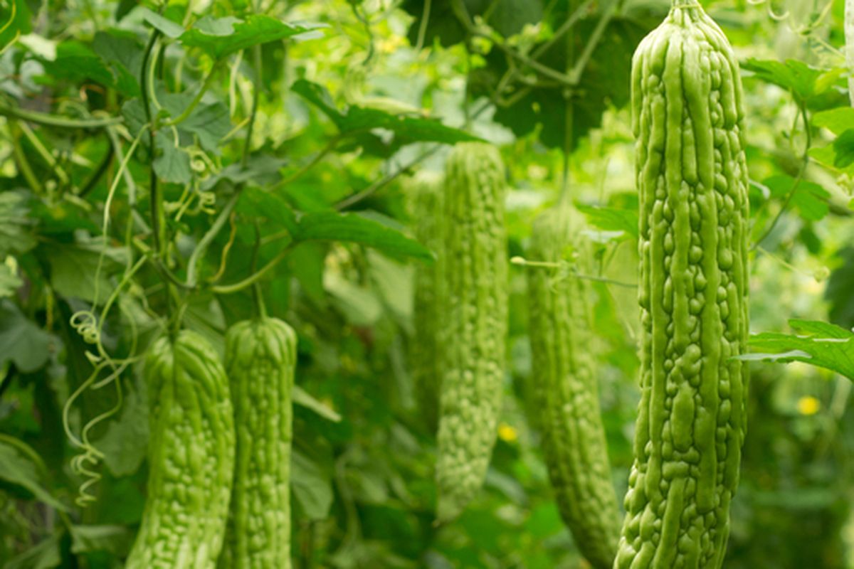 Ilustrasi tanaman pare, buah pare.