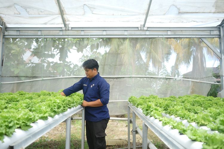 Kisah Arif di Padang: Sarjana Seni Rupa Lawan Alih Fungsi Lahan, Raup Peluang dari Urban Farming