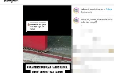Tangkapan layar ular bisa diusir dengan cairan pembersih lantai.