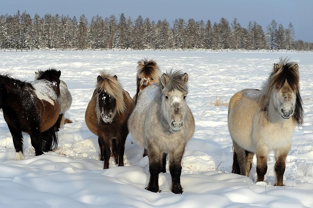 Ilustrasi kuda Yakut