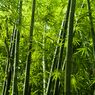 Mengenal Bambu Indonesia dan Perannya untuk Kehidupan di Masa Depan