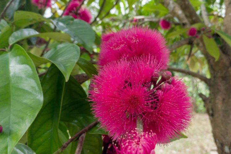 Ilustrasi bunga jambu.