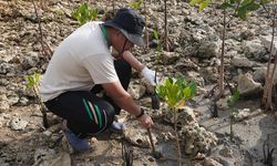 Lagi, Petrokimia Gresik Tanam 10.000 Bibit Mangrove di PRPM Mengare