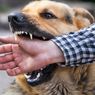 10 Pertolongan Pertama yang Harus Dilakukan Jika Digigit Anjing