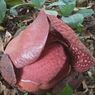 Kemarau, Bunga Rafflesia di Bengkulu Tak Mekar Sempurna