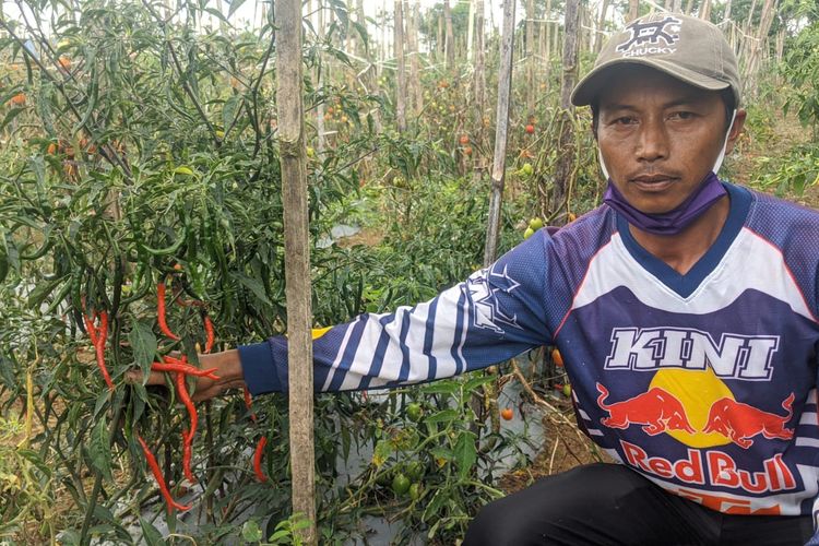 Petani di Kecamatan Sekincau, Lampung Barat panen cabai merah keriting untuk menjaga ketersediaan bahan pangan di masa pandemi corona, Senin (27/4/2020). (FOTO: Humas Pemkab Lampung Barat).