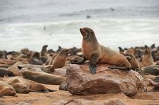 Diduga Kelaparan, Ribuan Anjing Laut di Namibia Mati Misterius
