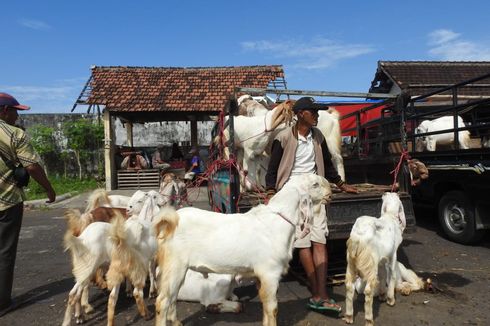 Pasar Hewan di Lumajang Mulai Dibuka, Pedagang Kambing Diizinkan Berjualan